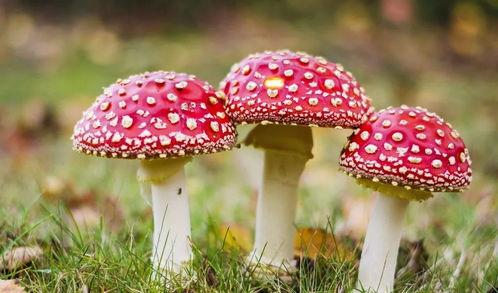 吃瓜爆料黑料蘑菇视频下载,蘑菇视频下载背后的黑料风云